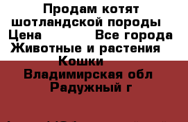 Продам котят шотландской породы › Цена ­ 2 000 - Все города Животные и растения » Кошки   . Владимирская обл.,Радужный г.